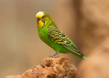 همه چیز درباره مرغ عشق؛ راهنمای جامع نگهداری و مراقبت