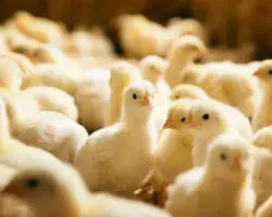 جوجه یکروزه نژاد راس