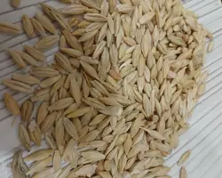 جو درجه یک 