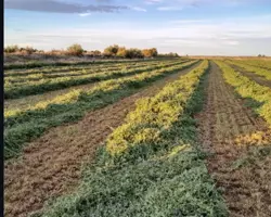 یونجه میاندوآب