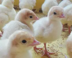 جوجه بوقلمون بیوتی