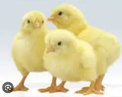 جوجه‌یکروزه‌پلاس تولکی 