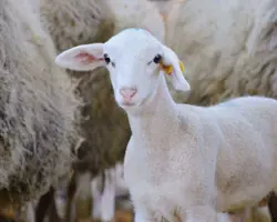 بره نر نژاد لاکن