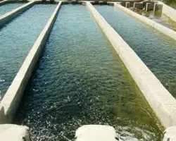 ماهی قزل آلا استخر 