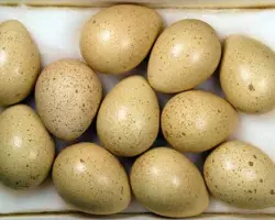 تخم کبک