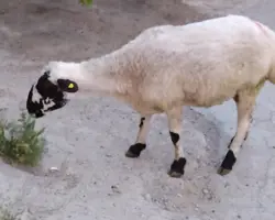 گوسفندنر و گوسفند ماده