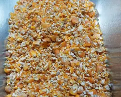 ذرت شکسته