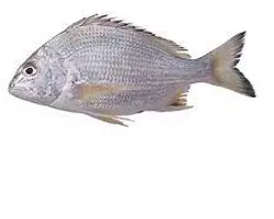 ماهی سنگسر منجمد