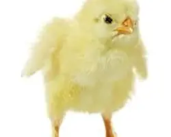 جوجه یکروزه آرین از مازندران