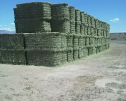 پرس یونجه