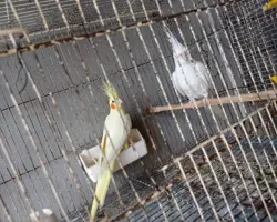 فروش یکجا پرنده