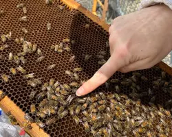 فروش کلونی زنبورعسل نژاد کارنیکا