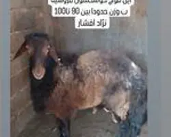 قوچ افشار.یک و نیم ساله