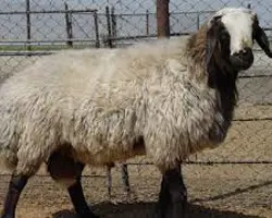 گوسفند زنده