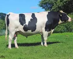 گاو هلشتاین