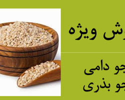 فروش عمده جو دامی و جو بذری 