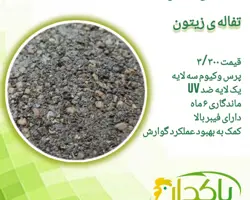 سیلاژ تفاله ی زیتون