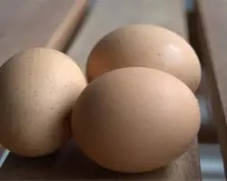 تخم نطفه دار