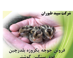 فروش جوجه بلدرچین گوشتی،تخم گذار