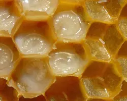 ژل رویال 