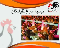 فروش مرغ بومی محلی اصلاح نژاد شده گلپایگانی