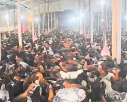 فروش نیمچه مرغ اصلاح نژاد شده گلپایگانی 