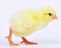سلیم جوجه ( نژاد راس)