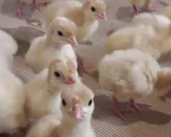 فروش جوجه و مولد و تخم بوقلمون ؛