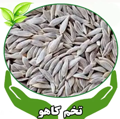 تصویر شماره 1 محصول 