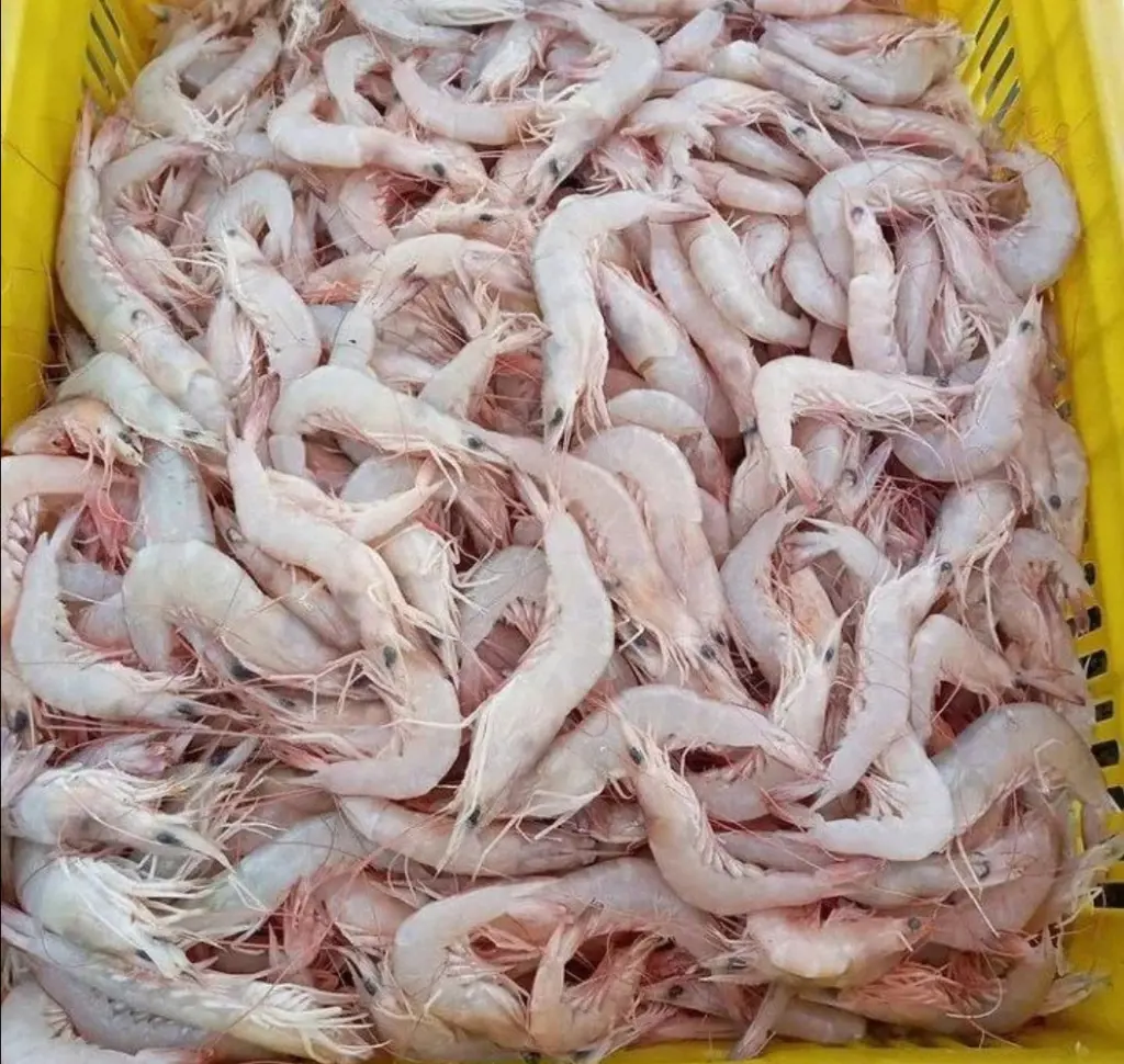 تصویر شماره 1 محصول 