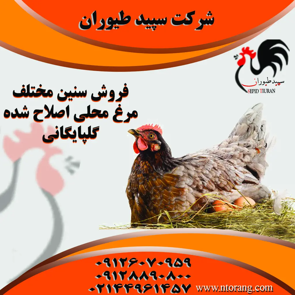 تصویر شماره 4 محصول 