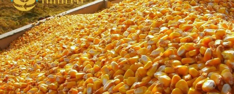 تصویر شماره 1 محصول 