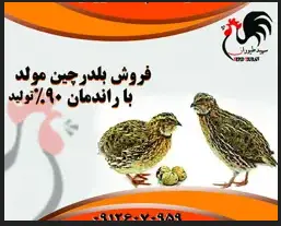 تصویر شماره 1 محصول 