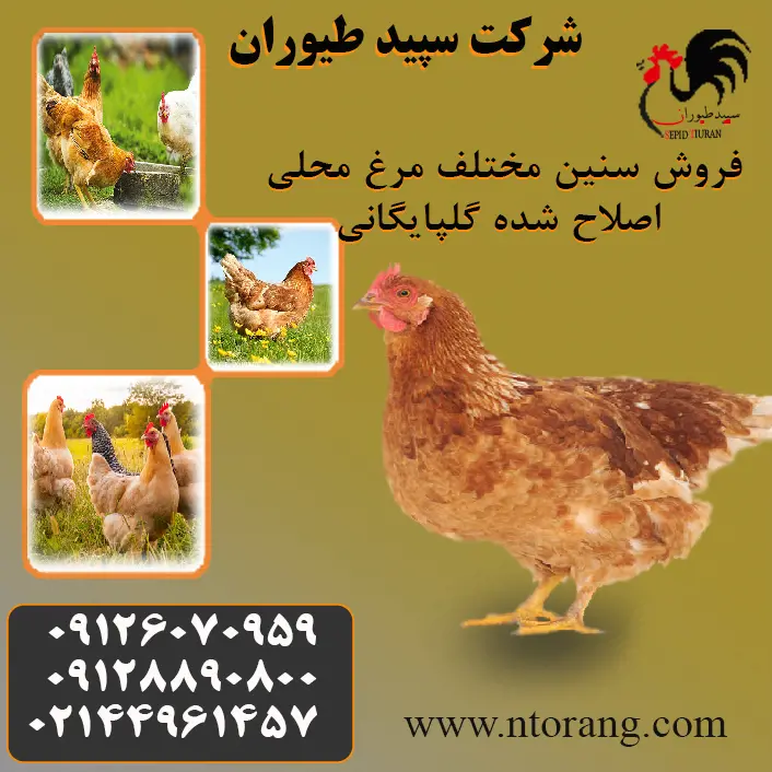 تصویر شماره 1 محصول 