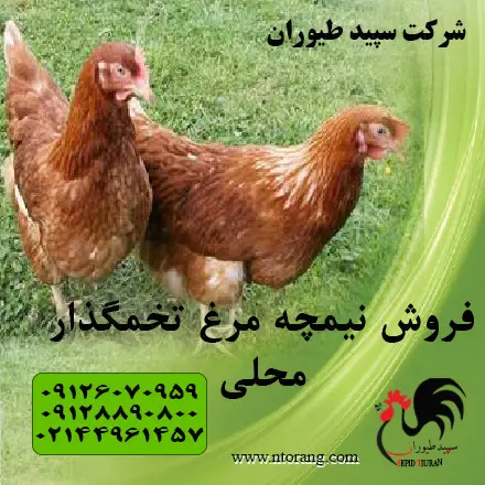 تصویر شماره 1 محصول 