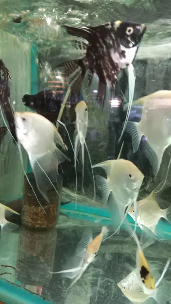 تصویر شماره 1 محصول 