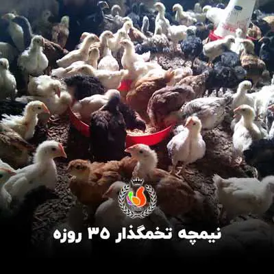 تصویر شماره 1 محصول 