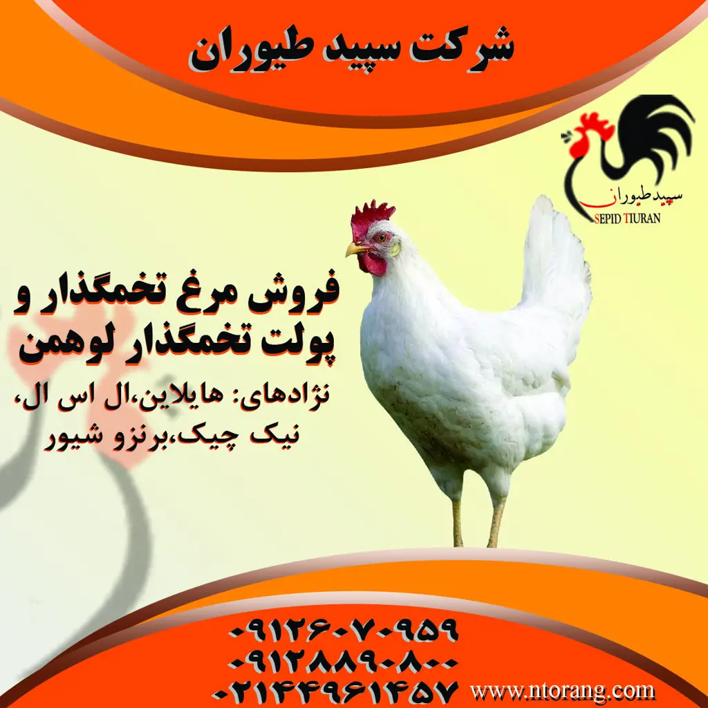 تصویر شماره 3 محصول 