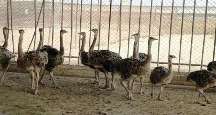 تصویر شماره 1 محصول 