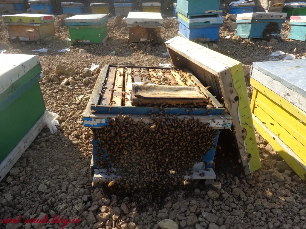 تصویر شماره 1 محصول 