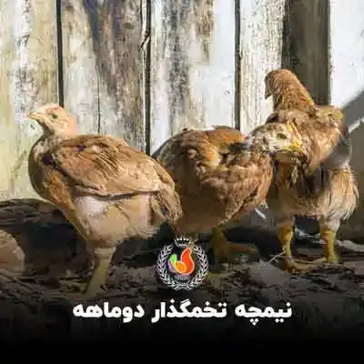 تصویر شماره 1 محصول 