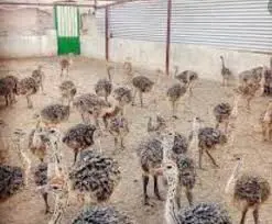 تصویر شماره 1 محصول 