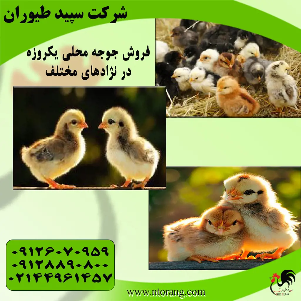 تصویر شماره 3 محصول 
