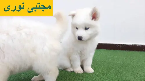 تصویر شماره 1 محصول 