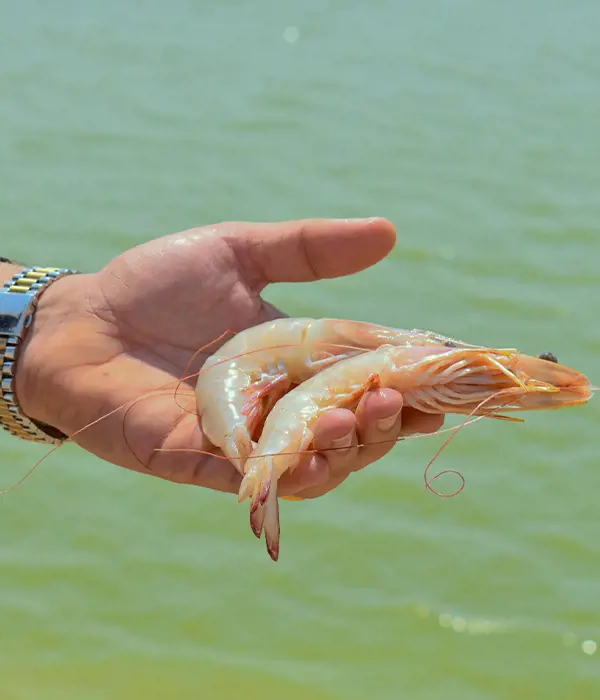 تصویر شماره 1 محصول 