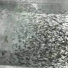 تصویر شماره 3 محصول 
