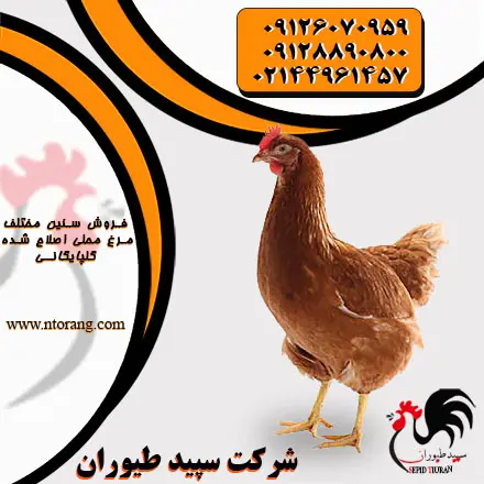 تصویر شماره 2 محصول 