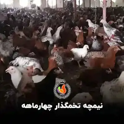 تصویر شماره 1 محصول 