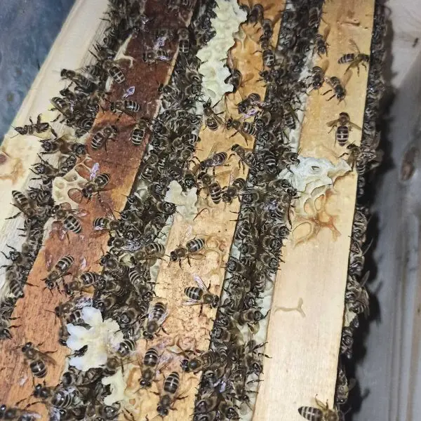 تصویر شماره 1 خدمت 