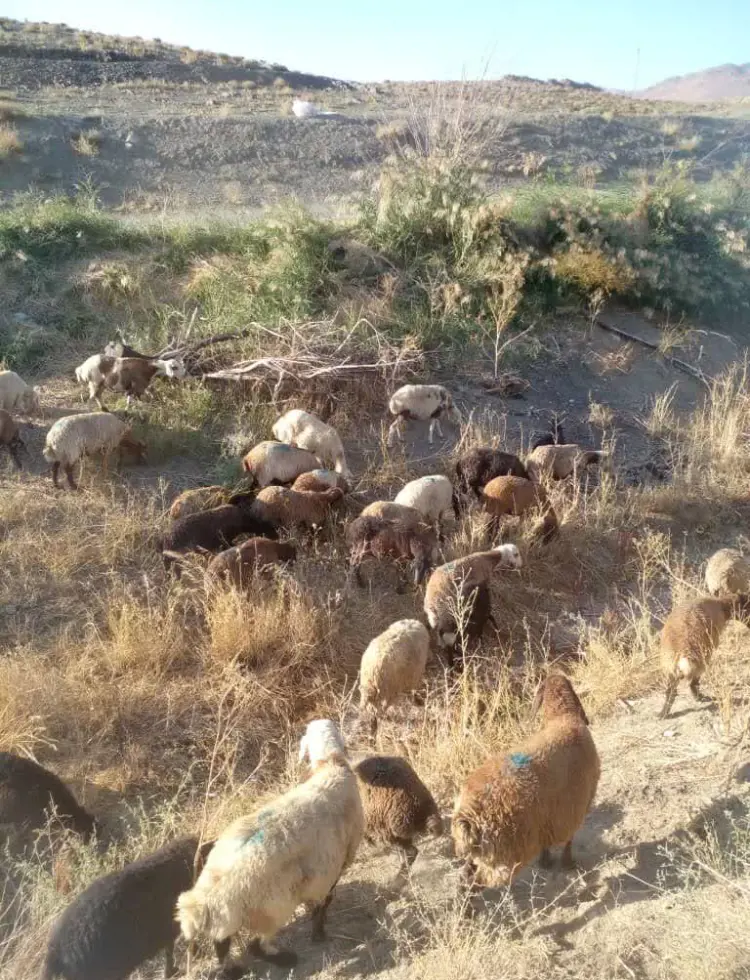 تصویر شماره 4 خدمت 